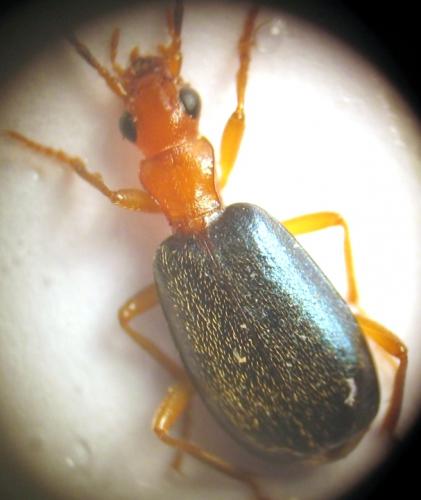 Réf. 27 289 : Brachinus explodens