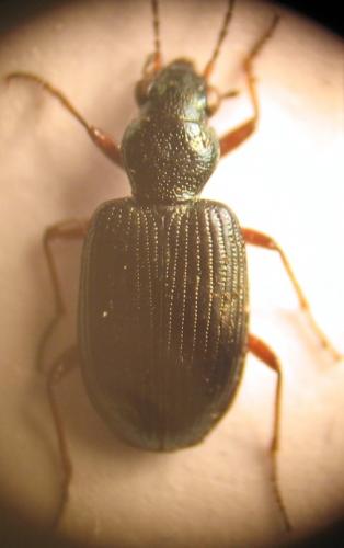Réf. 27 366 : Bembidion punctulatum