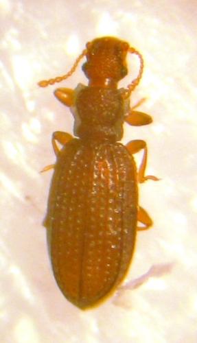 Dienerella sp.