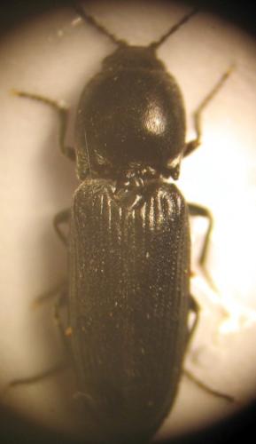 Réf. 27 625 : Cardiophorus vestigialis