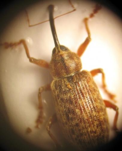 Réf. 27 626 : Dorytomus longimanus