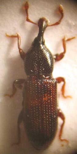 Cossonus parallelepipedus