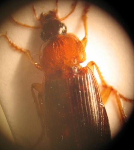 Calathus sp.