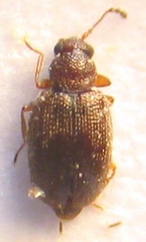 Réf. 27 701 : Cortinicara gibbosa