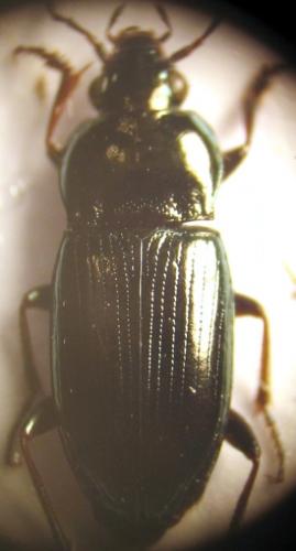 Réf. 27 703 : Pogonus meridionalis