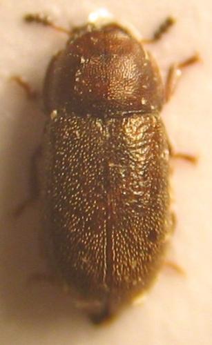 Cis sp.
