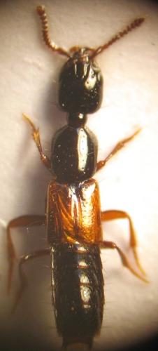 Nudobius lentus