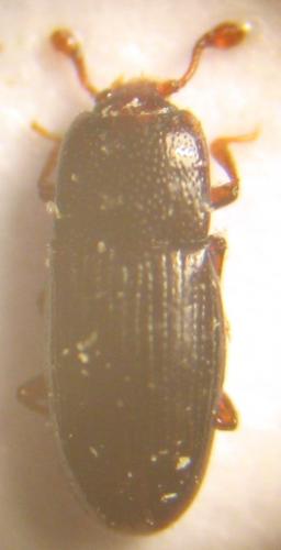 Cerylon sp.