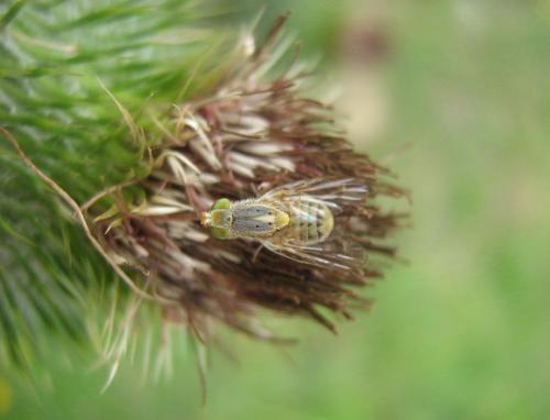 Réf. 27 169 : Terellia sp.