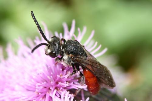 Réf. 27 347 : Sphecodes albilabris