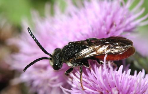 Réf. 27 348 : Sphecodes albilabris