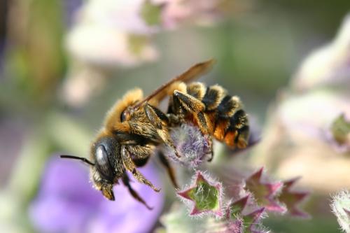 Réf. 27 492 : Osmia aurulenta
