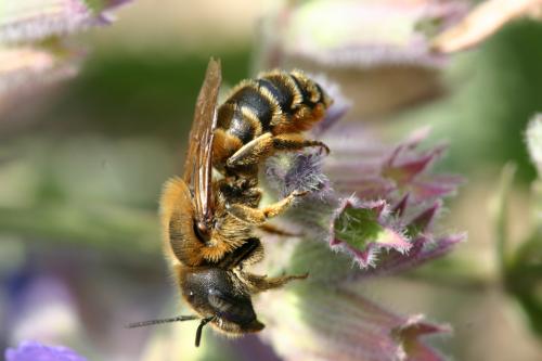 Réf. 27 493 : Osmia aurulenta