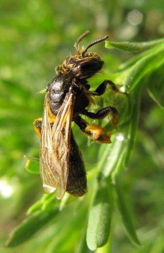 Andrena sp.