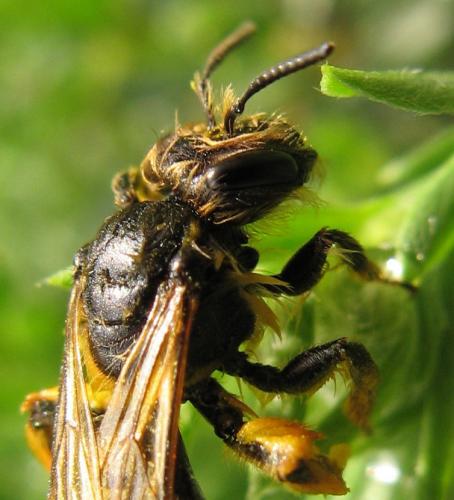 Andrena sp.