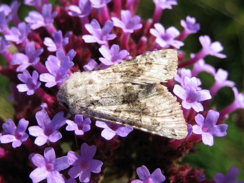 Réf. 27 174 : Hecatera bicolorata