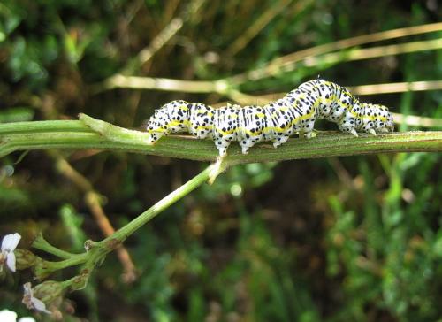 Cucullia tanaceti