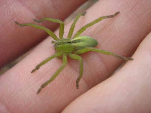 Micrommata ligurina