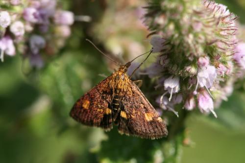 Pyrausta aurata