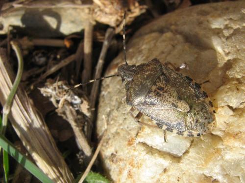 Rhaphigaster nebulosa