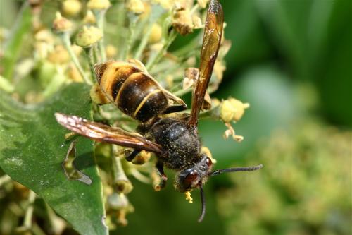 Vespa velutina