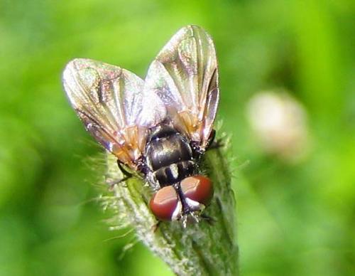Phasia obesa