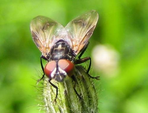 Phasia obesa