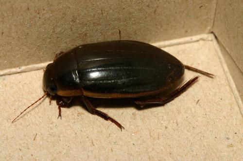 Dytiscus semisulcatus