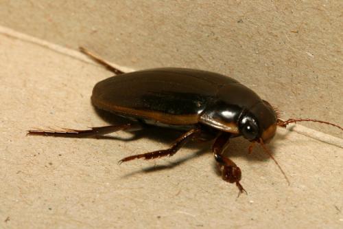 Dytiscus semisulcatus