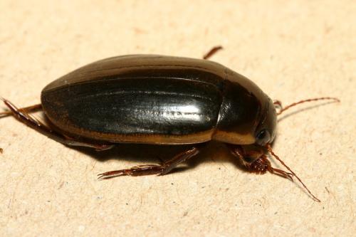Dytiscus semisulcatus