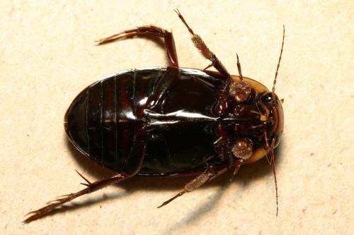 Dytiscus semisulcatus