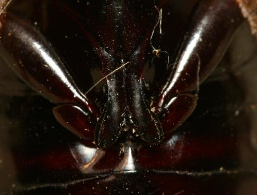 Dytiscus semisulcatus