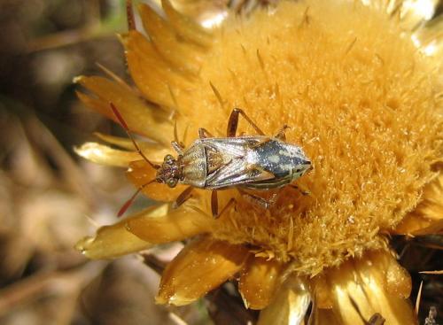 Stictopleurus sp.