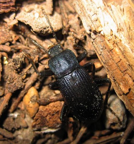 Réf. 27 832 : Helops caeruleus