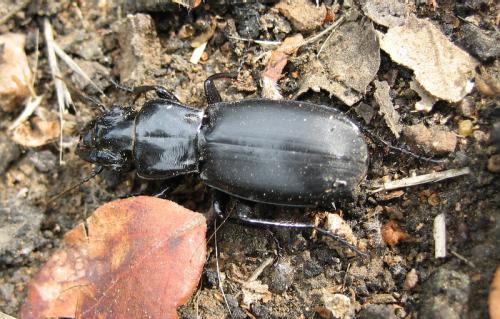 Percus grandicollis