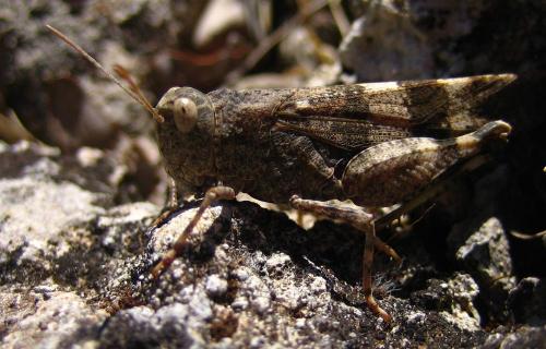 Réf. 27 071 : Oedipoda germanica germanica
