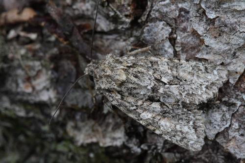 Réf. 27 001 : Dryobotodes eremita