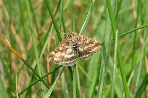 Pyrausta despicata