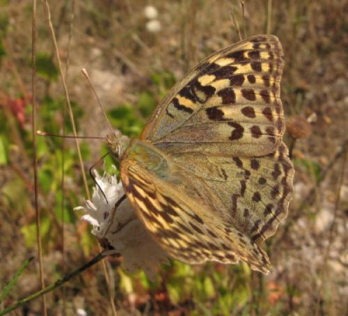 Argynnis pandora
