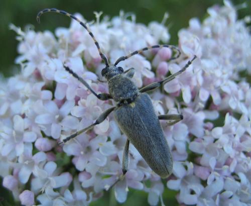 Lepturobosca virens