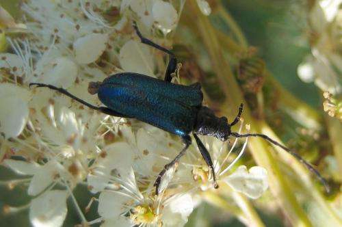 Gaurotes virginea