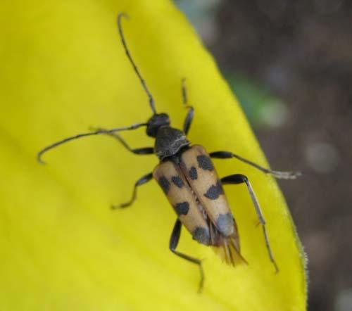 Pachytodes cerambyciformis