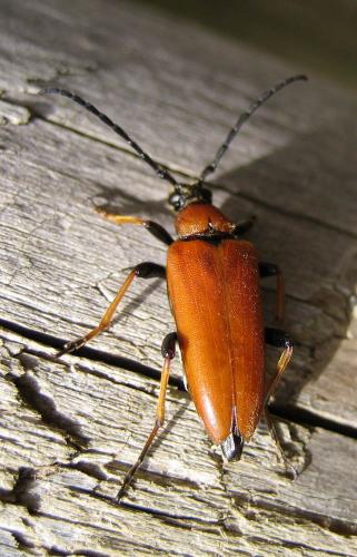 Réf. 27 442 : Stictoleptura rubra