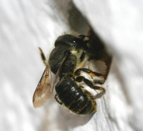 Osmia sp.