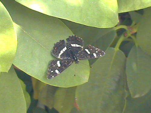 Araschnia levana