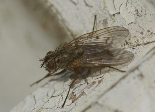 Phaonia tuguriorum