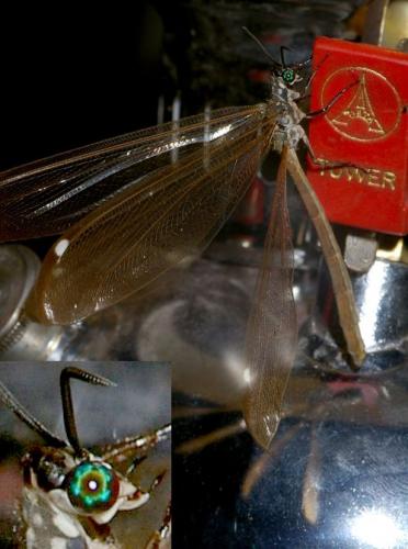 Myrmeleon validus