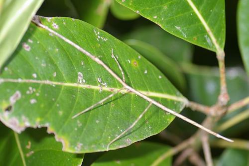 Spathomorpha adefa