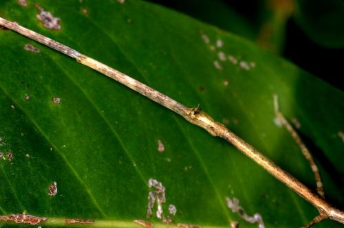 Spathomorpha adefa