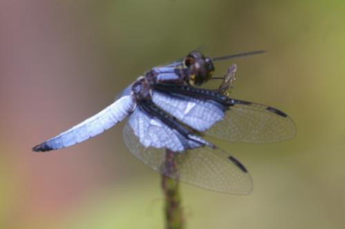 Palpopleura vestita